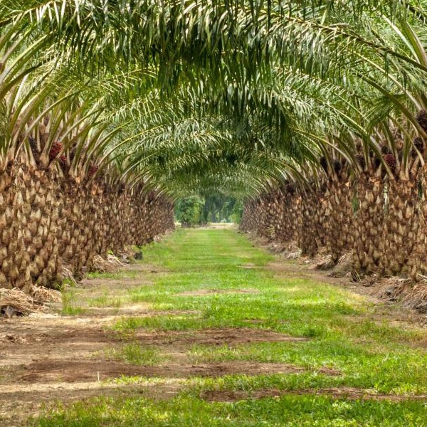 Oil Palm And Other Crops
