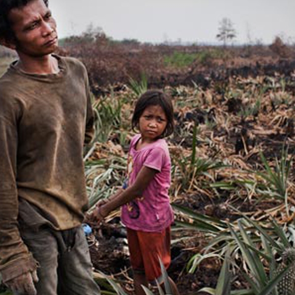 Palm Oil Prospect For The Poor